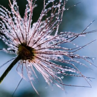 Longing to Merge with the Almighty – Pearls
